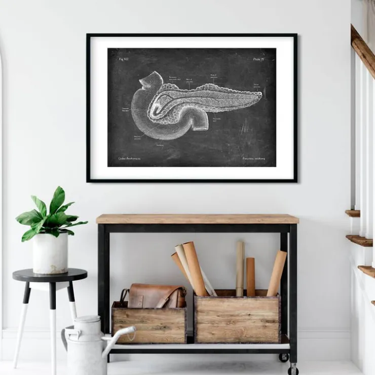 Anatomie du pancréas - Chalkboard-Codex Anatomicus Clearance