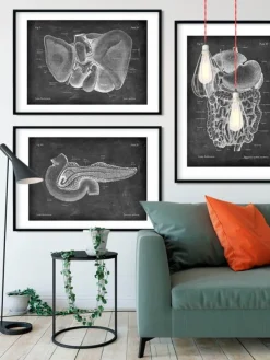 Anatomie du pancréas - Chalkboard-Codex Anatomicus Clearance