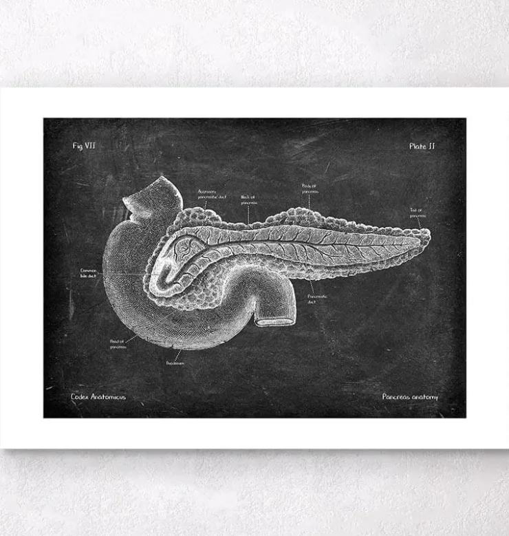 Anatomie du pancréas - Chalkboard-Codex Anatomicus Clearance