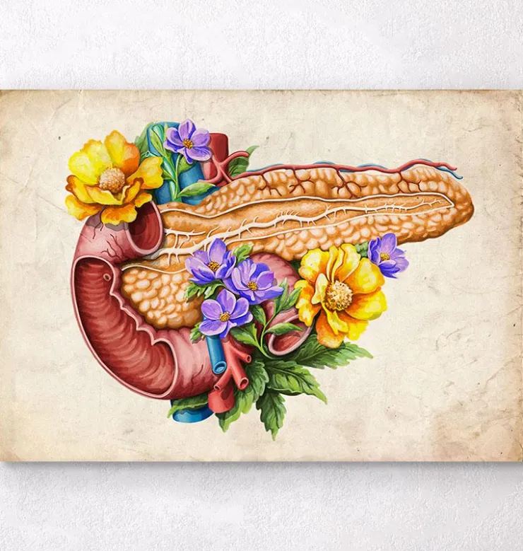 Anatomie du pancréas - Floral - Vieux papier-Codex Anatomicus Outlet