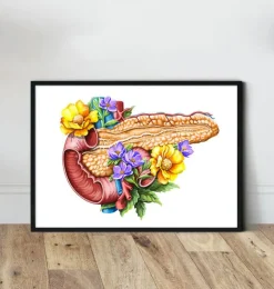 Anatomie du pancréas - Floral - Blanc-Codex Anatomicus