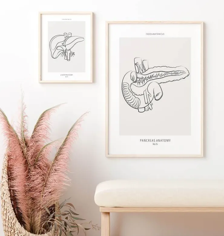 Anatomie du pancréas - Line Art-Codex Anatomicus Clearance