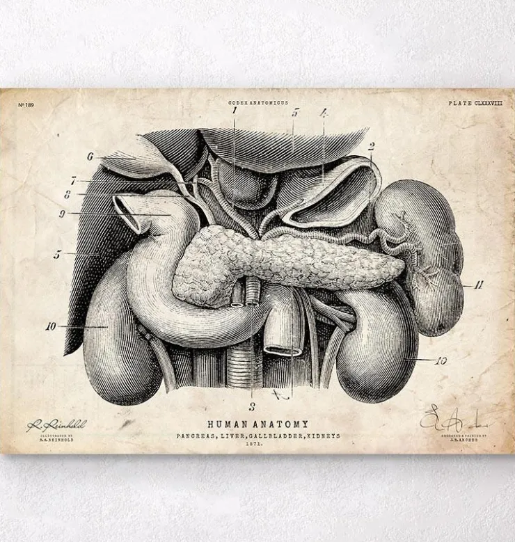 Anatomie du pancréas, du foie et de la vésicule biliaire-Codex Anatomicus Hot
