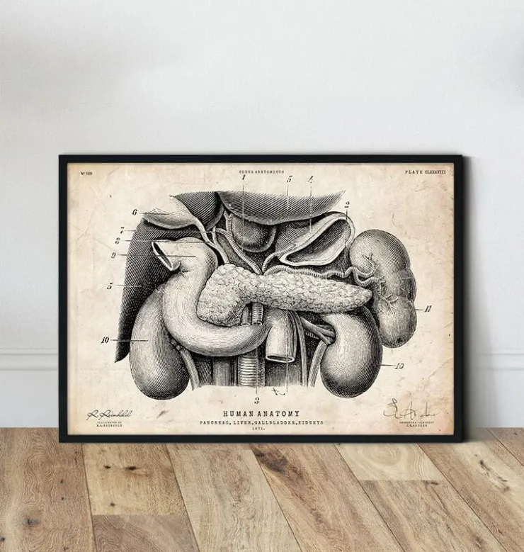 Anatomie du pancréas, du foie et de la vésicule biliaire-Codex Anatomicus Hot