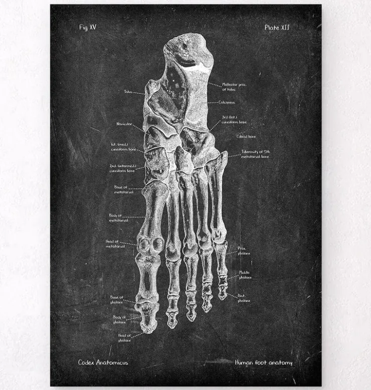 Anatomie du pied - Chalkboard-Codex Anatomicus Clearance