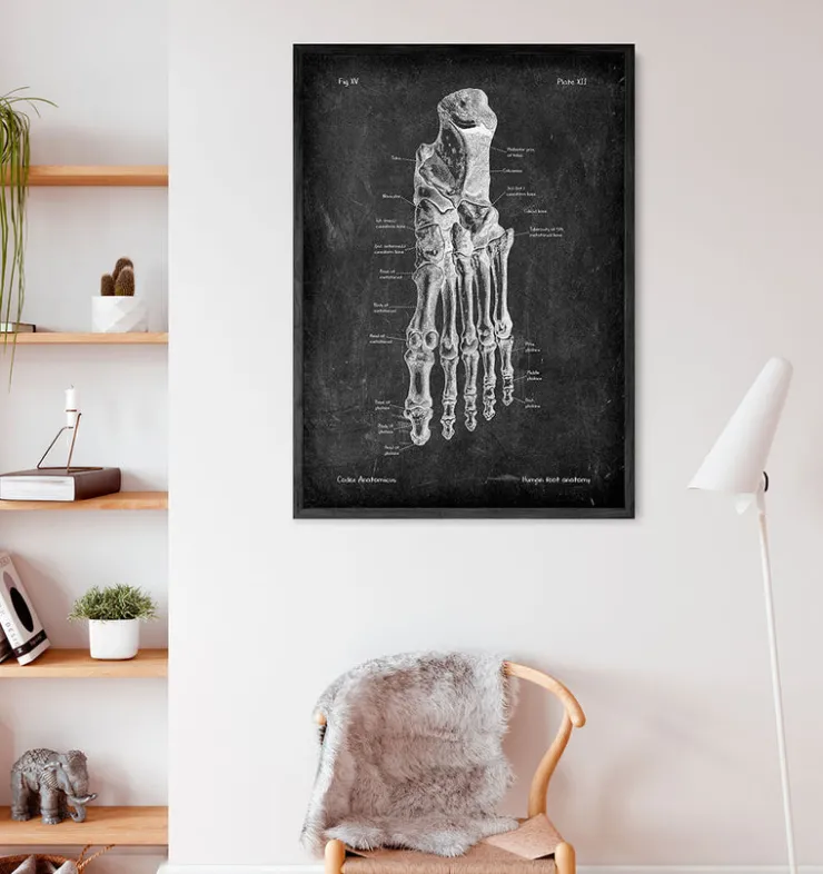 Anatomie du pied - Chalkboard-Codex Anatomicus Clearance