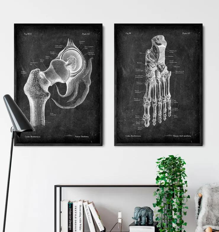 Anatomie du pied - Chalkboard-Codex Anatomicus Clearance