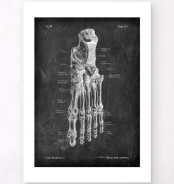 Anatomie du pied - Chalkboard-Codex Anatomicus Clearance