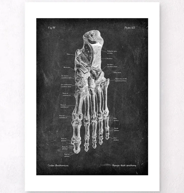 Anatomie du pied - Chalkboard-Codex Anatomicus Clearance