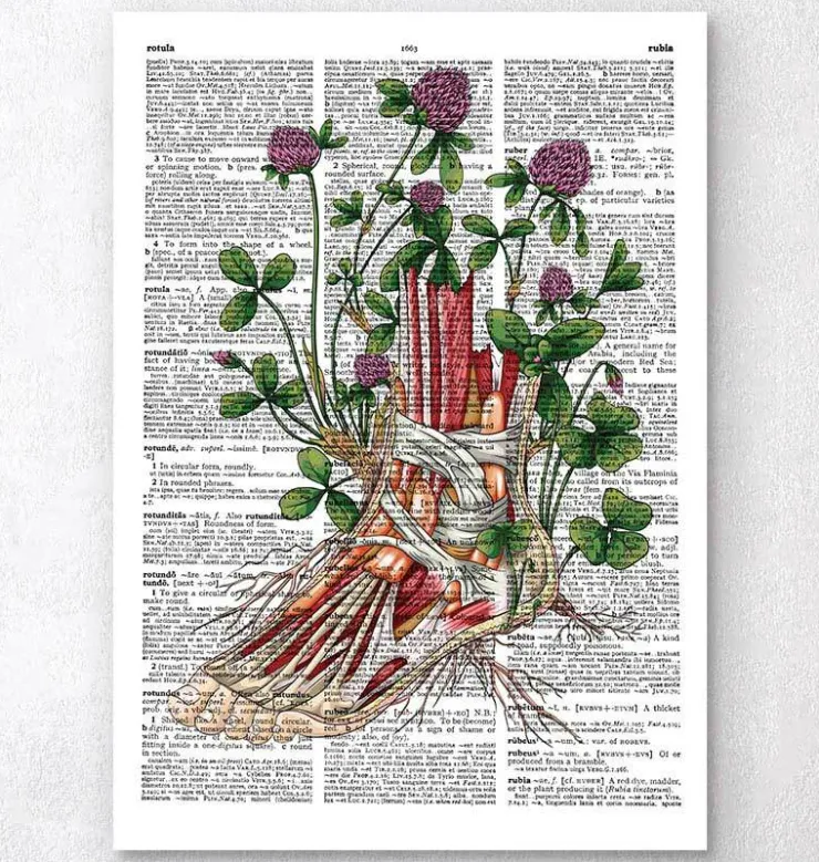 Anatomie du pied floral - Dictionnaire-Codex Anatomicus Best