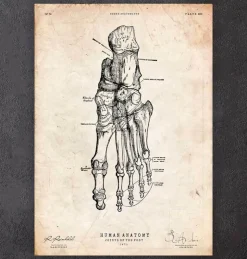 Anatomie du pied humain-Codex Anatomicus Discount