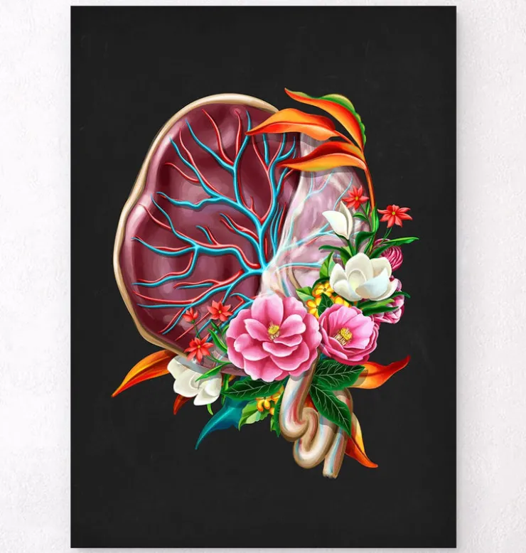 Anatomie du placenta - Floral - Noir-Codex Anatomicus New