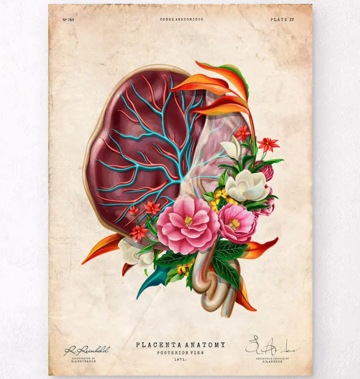 Anatomie du placenta - Floral - Vintage-Codex Anatomicus Online