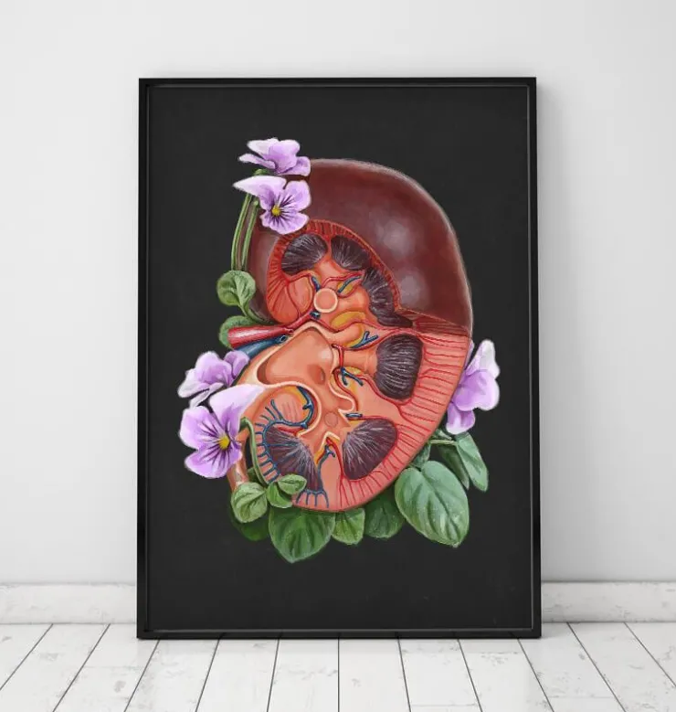 Anatomie du rein - Floral - Noir-Codex Anatomicus Clearance