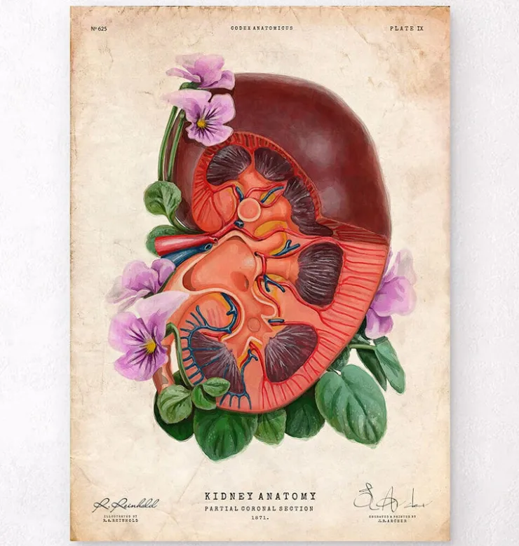 Anatomie du rein - Floral - Vieux papier-Codex Anatomicus