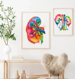 Anatomie du rein droit - Aquarelle-Codex Anatomicus Discount