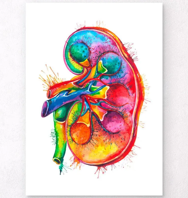 Anatomie du rein gauche - Aquarelle-Codex Anatomicus Sale
