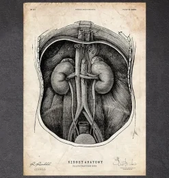 Anatomie du rein I-Codex Anatomicus Discount