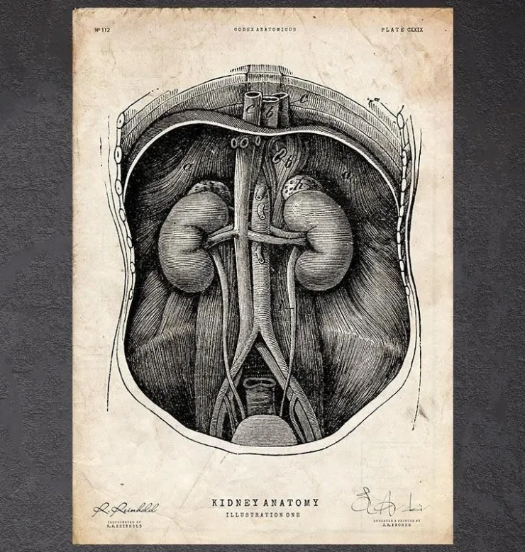 Anatomie du rein I-Codex Anatomicus Discount
