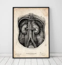 Anatomie du rein I-Codex Anatomicus Discount