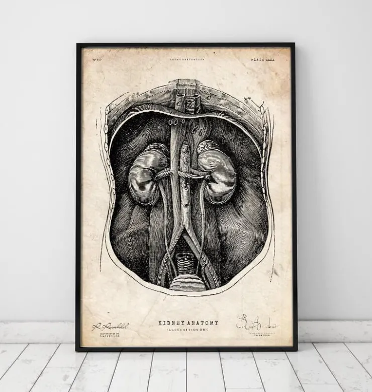 Anatomie du rein I-Codex Anatomicus Discount