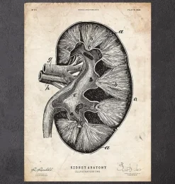 Anatomie du rein II-Codex Anatomicus Best