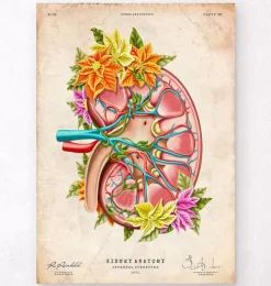 Anatomie du rein II - Floral - Vintage-Codex Anatomicus Discount