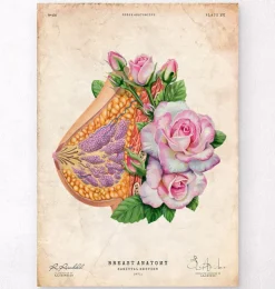 Anatomie du sein - Floral - Vieux papier-Codex Anatomicus New