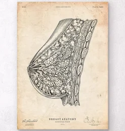 Anatomie du sein I-Codex Anatomicus Outlet