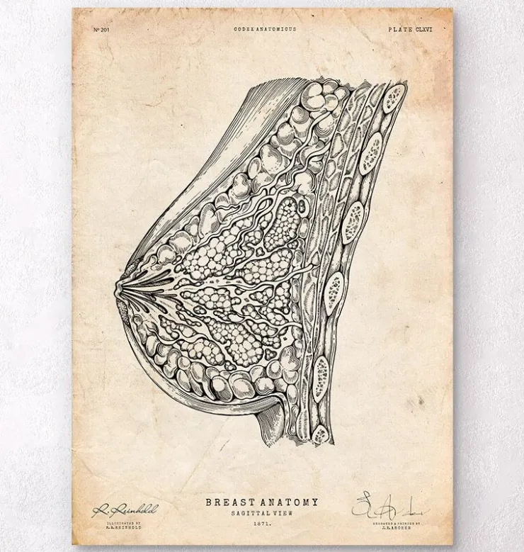 Anatomie du sein I-Codex Anatomicus Outlet