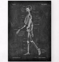 Anatomie du squelette - Chalkboard-Codex Anatomicus Clearance