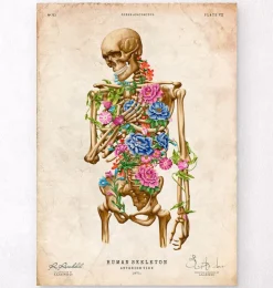 Anatomie du squelette II - Floral - Vintage-Codex Anatomicus Sale