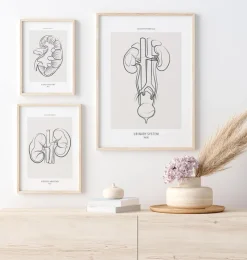 Anatomie du système urinaire - Line Art-Codex Anatomicus