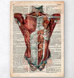 Anatomie du torse humain - Dictionnaire-Codex Anatomicus