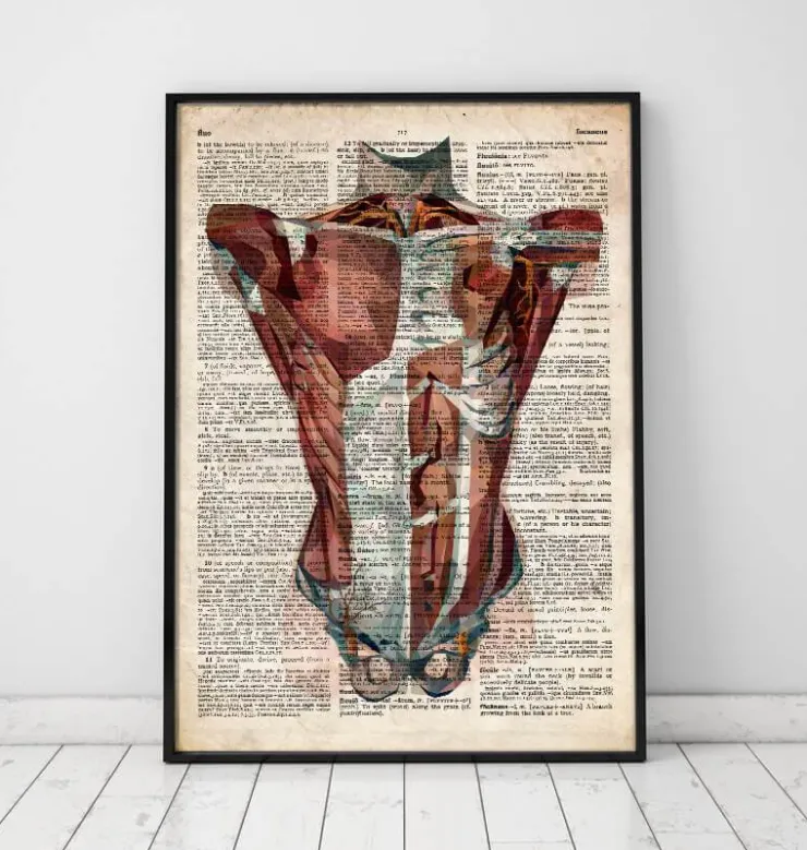Anatomie du torse humain - Dictionnaire-Codex Anatomicus