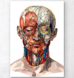 Anatomie du visage géométrique II-Codex Anatomicus Online