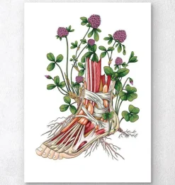 Anatomie florale du pied-Codex Anatomicus Outlet