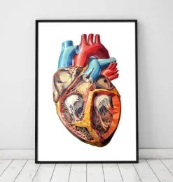 Anatomie géométrique cardiaque-Codex Anatomicus New