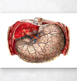 Anatomie géométrique de l'estomac-Codex Anatomicus