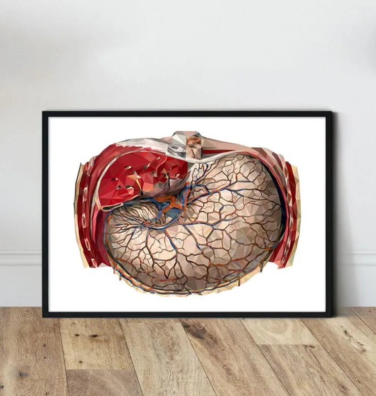 Anatomie géométrique de l'estomac-Codex Anatomicus
