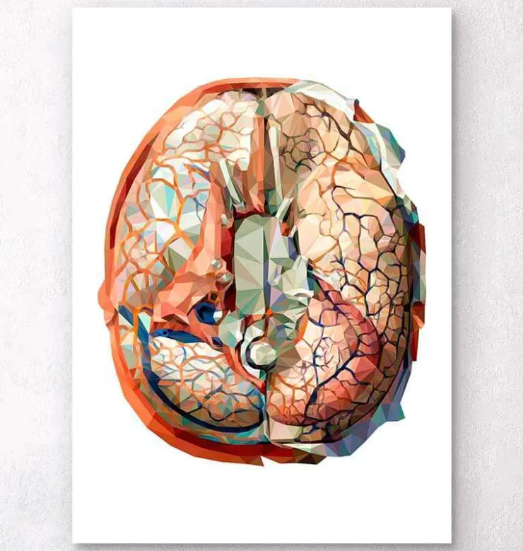 Anatomie géométrique du cerveau II-Codex Anatomicus Clearance