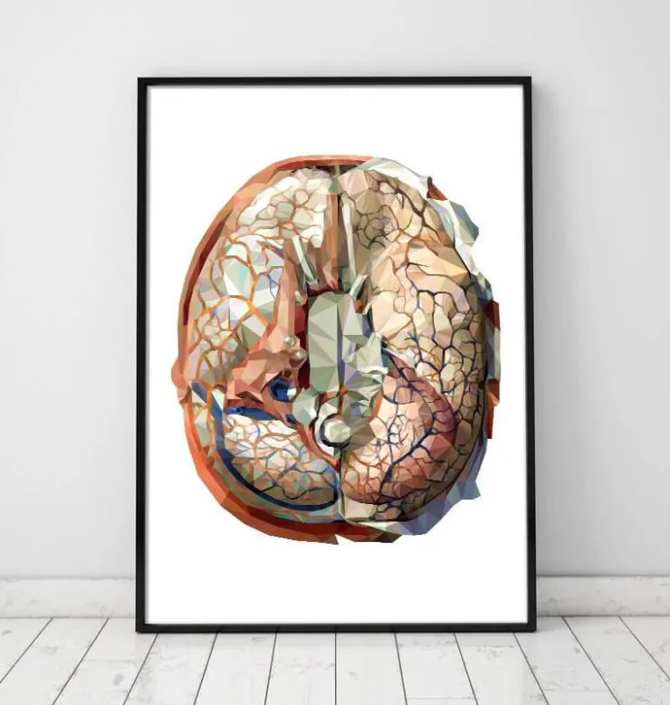 Anatomie géométrique du cerveau II-Codex Anatomicus Clearance