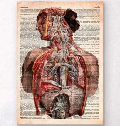 Anatomie humaine - Dictionnaire-Codex Anatomicus Clearance