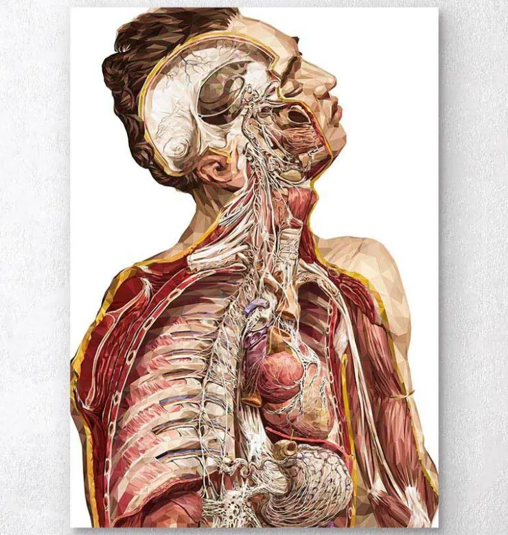 Anatomie humaine géométrique II-Codex Anatomicus Hot