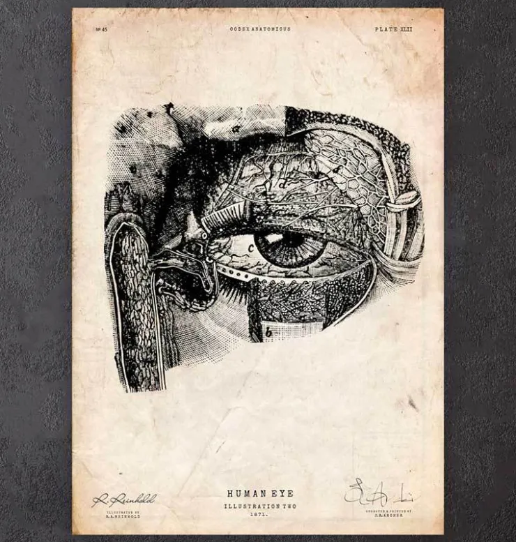Anatomie oculaire-Codex Anatomicus Online