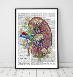 Anatomie rénale florale - Page du dictionnaire-Codex Anatomicus Clearance