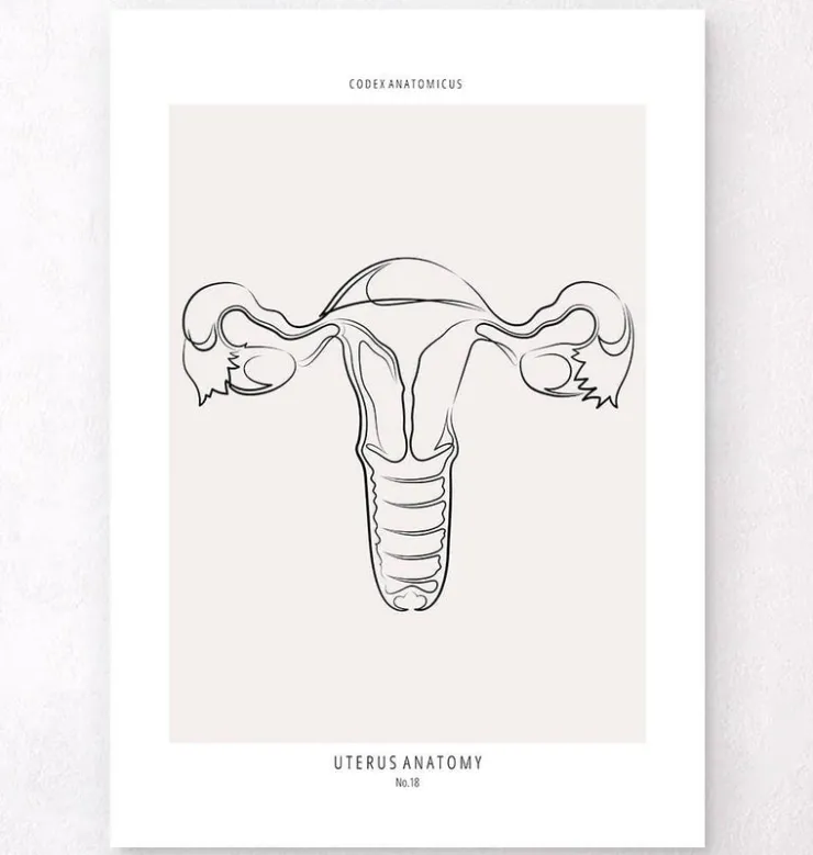 Anatomie utérine - Line Art-Codex Anatomicus Clearance