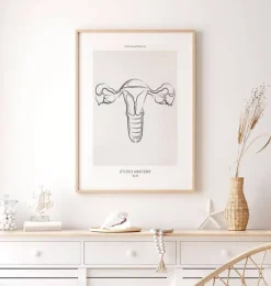 Anatomie utérine - Line Art-Codex Anatomicus Clearance