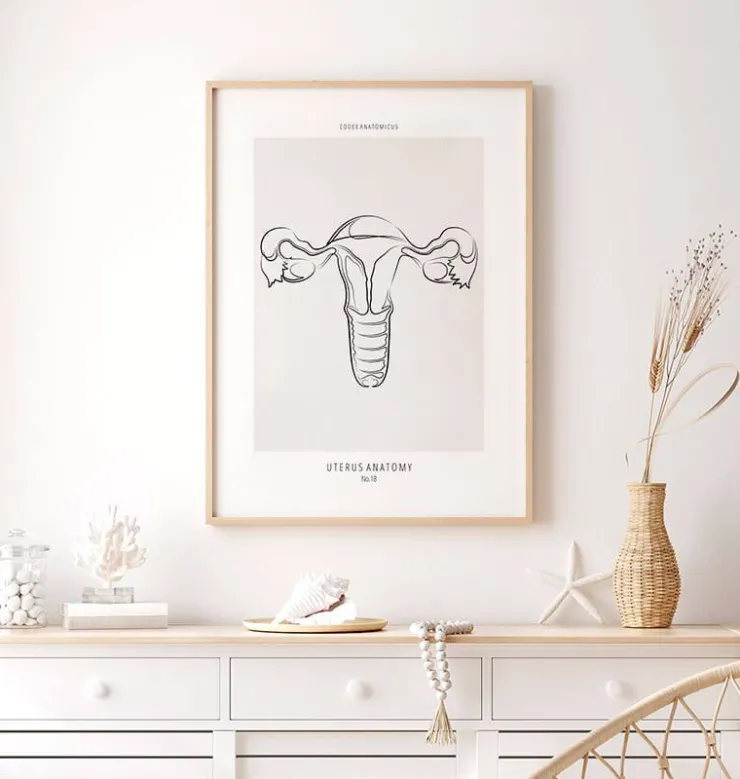 Anatomie utérine - Line Art-Codex Anatomicus Clearance