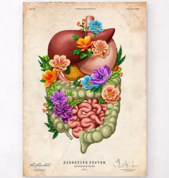 Appareil digestif - Floral - Vintage-Codex Anatomicus Outlet